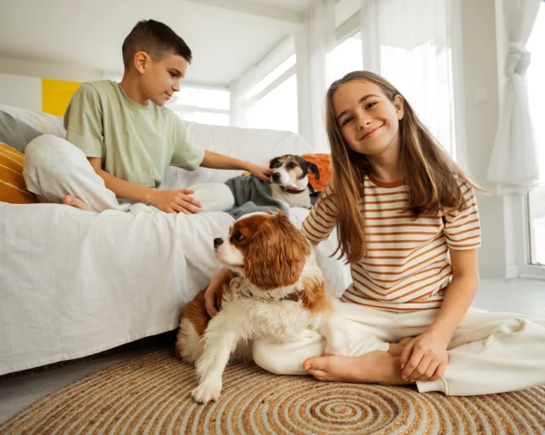 top pets automatic feeder