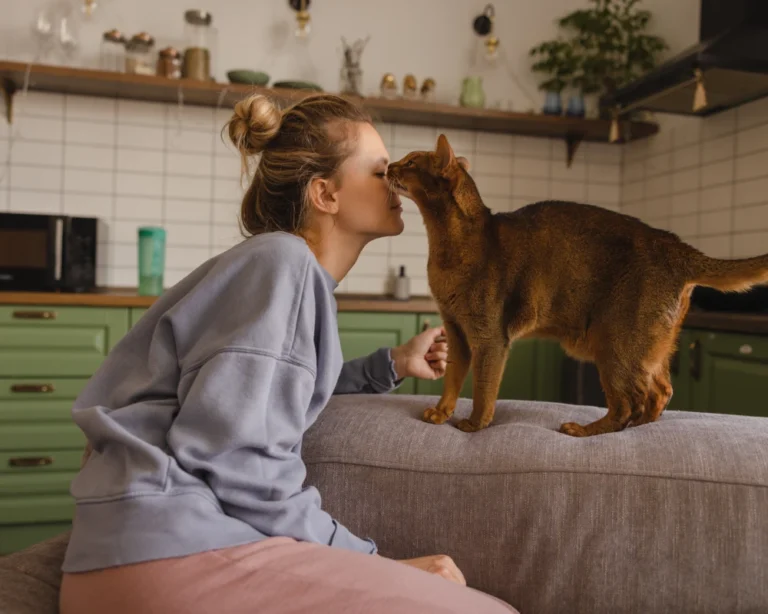 cat automatic pet feeder