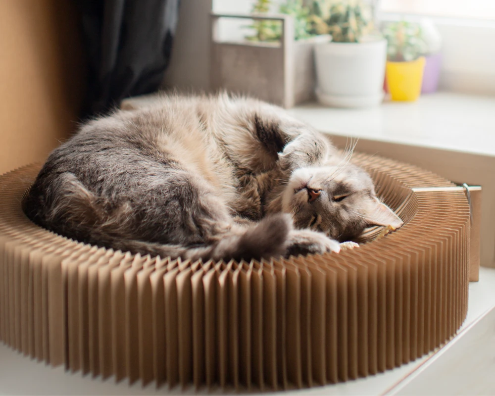 automatic electronic pet feeder