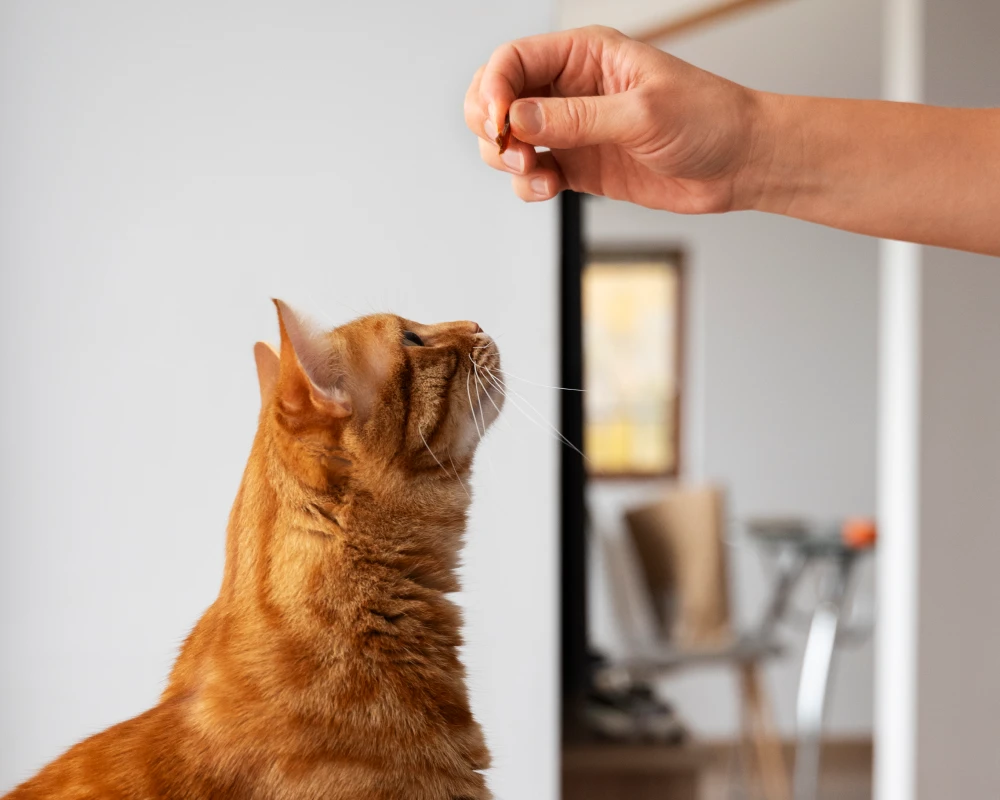 automatic electronic pet feeder